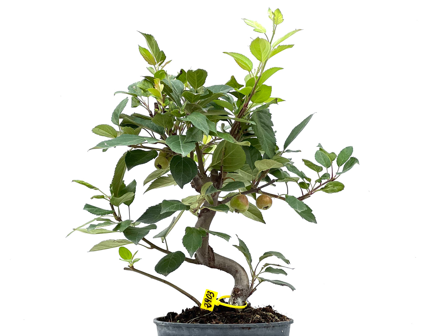 Malus Everest 2903