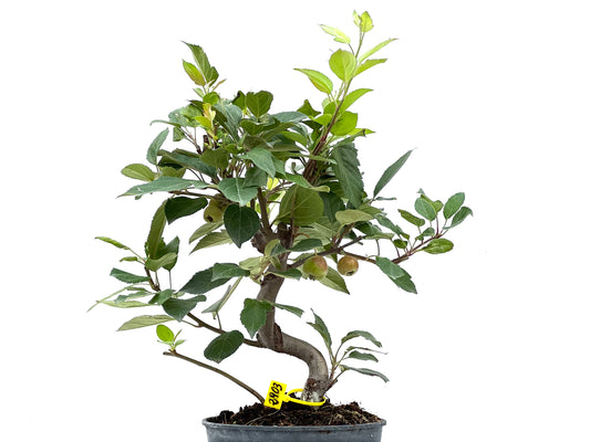 Malus Everest 2903