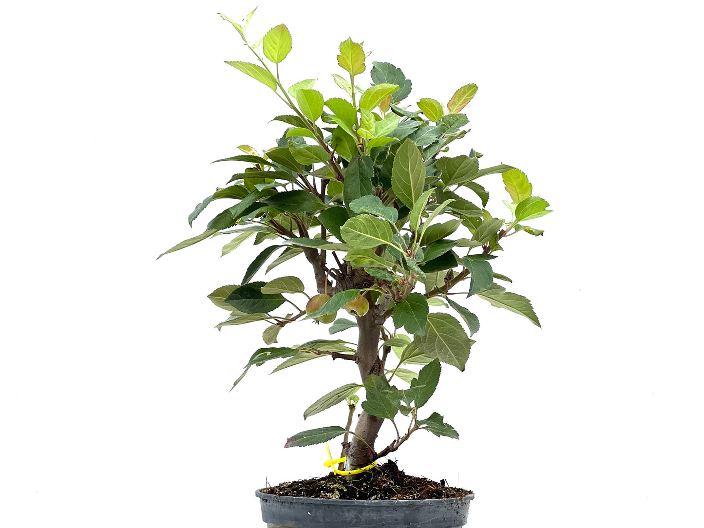 Malus Everest 2903