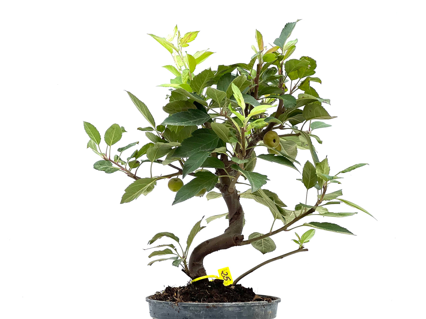 Malus Everest 2903