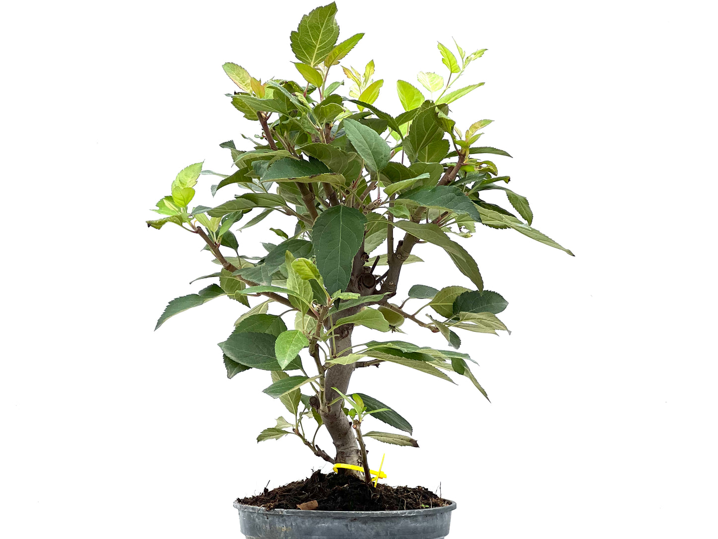 Malus Everest 2903