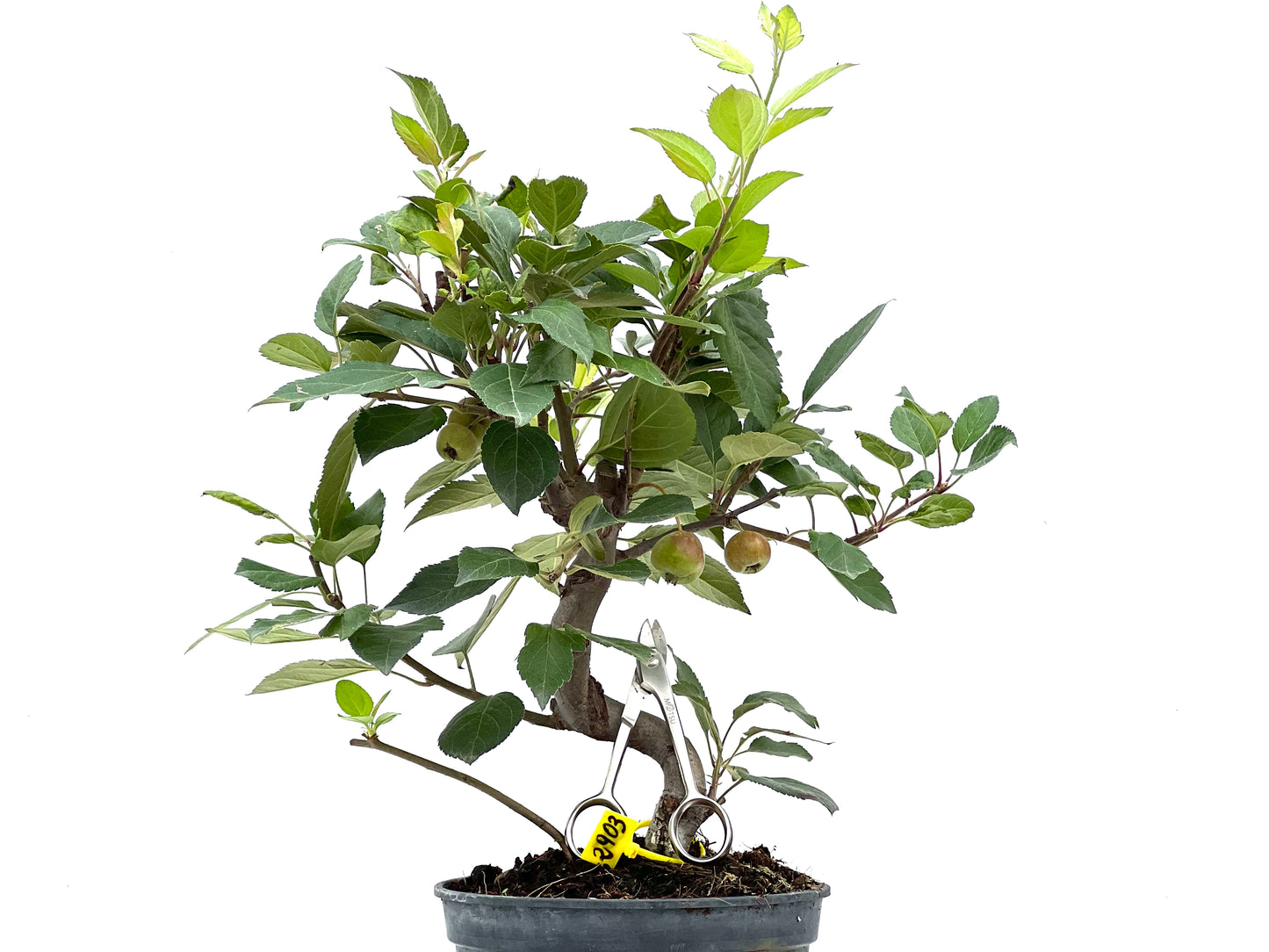 Malus Everest 2903