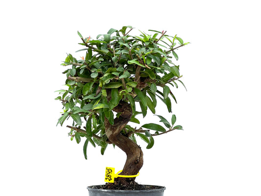 Punica Granatum Nejikan 2895
