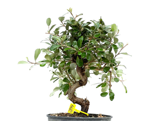 Eleagnus Pungens 2894