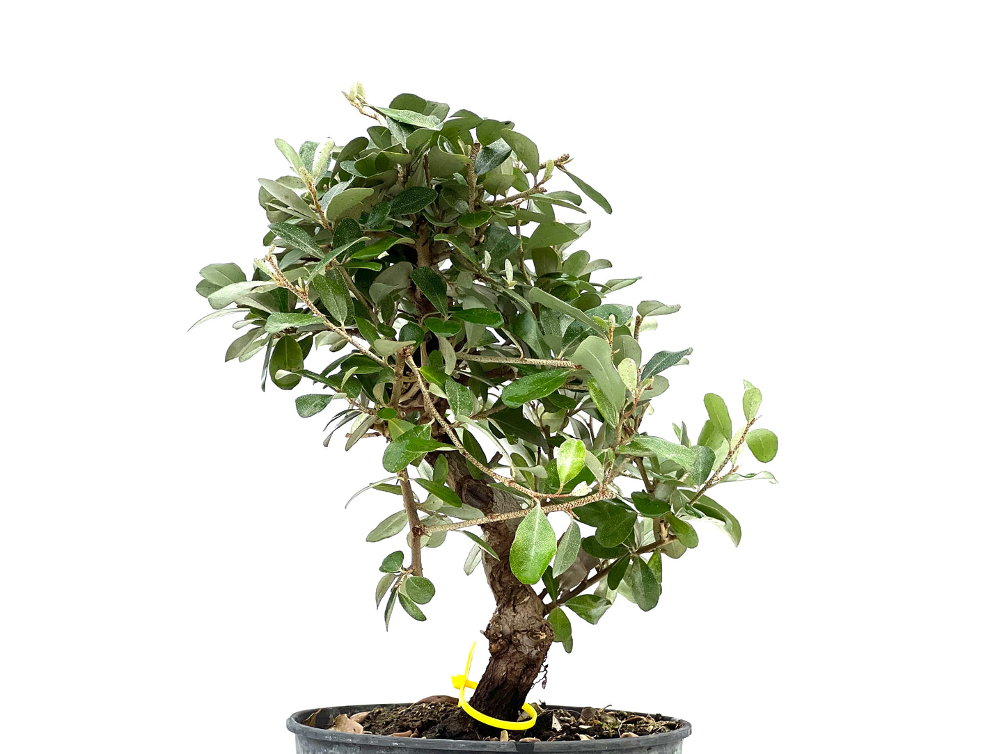 Eleagnus Pungens 2894