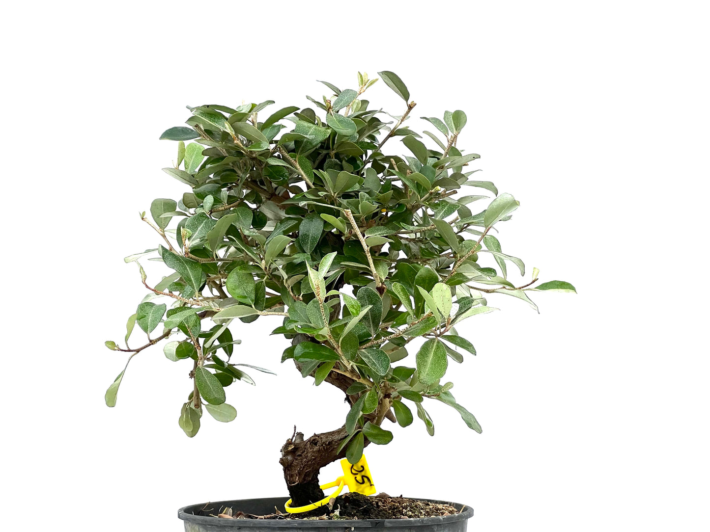 Eleagnus Pungens 2894
