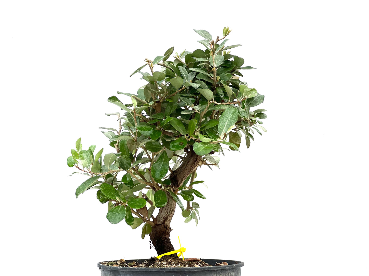Eleagnus Pungens 2894