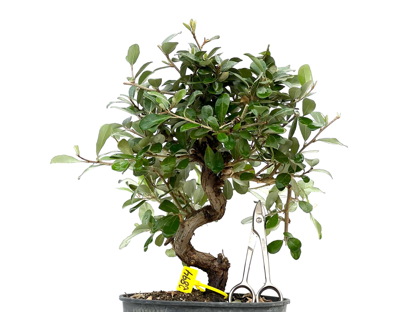 Eleagnus Pungens 2894
