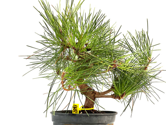 Pinus Thunbergii 2893