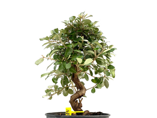 Eleagnus Pungens 2891