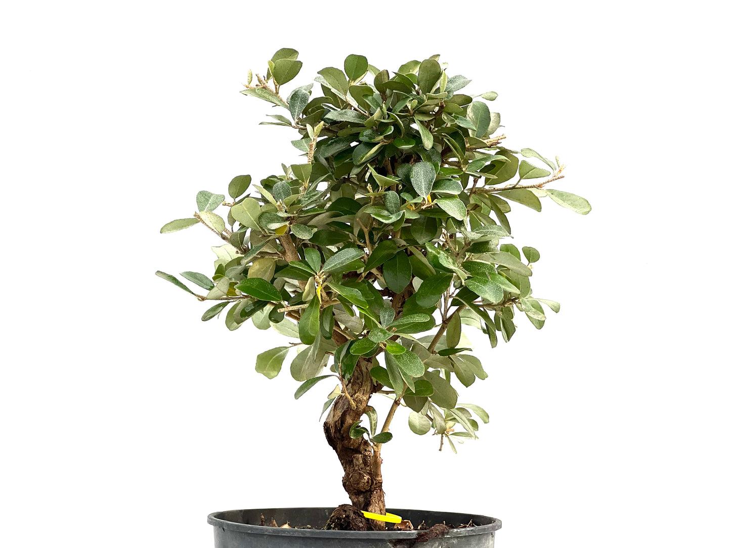 Eleagnus Pungens 2891