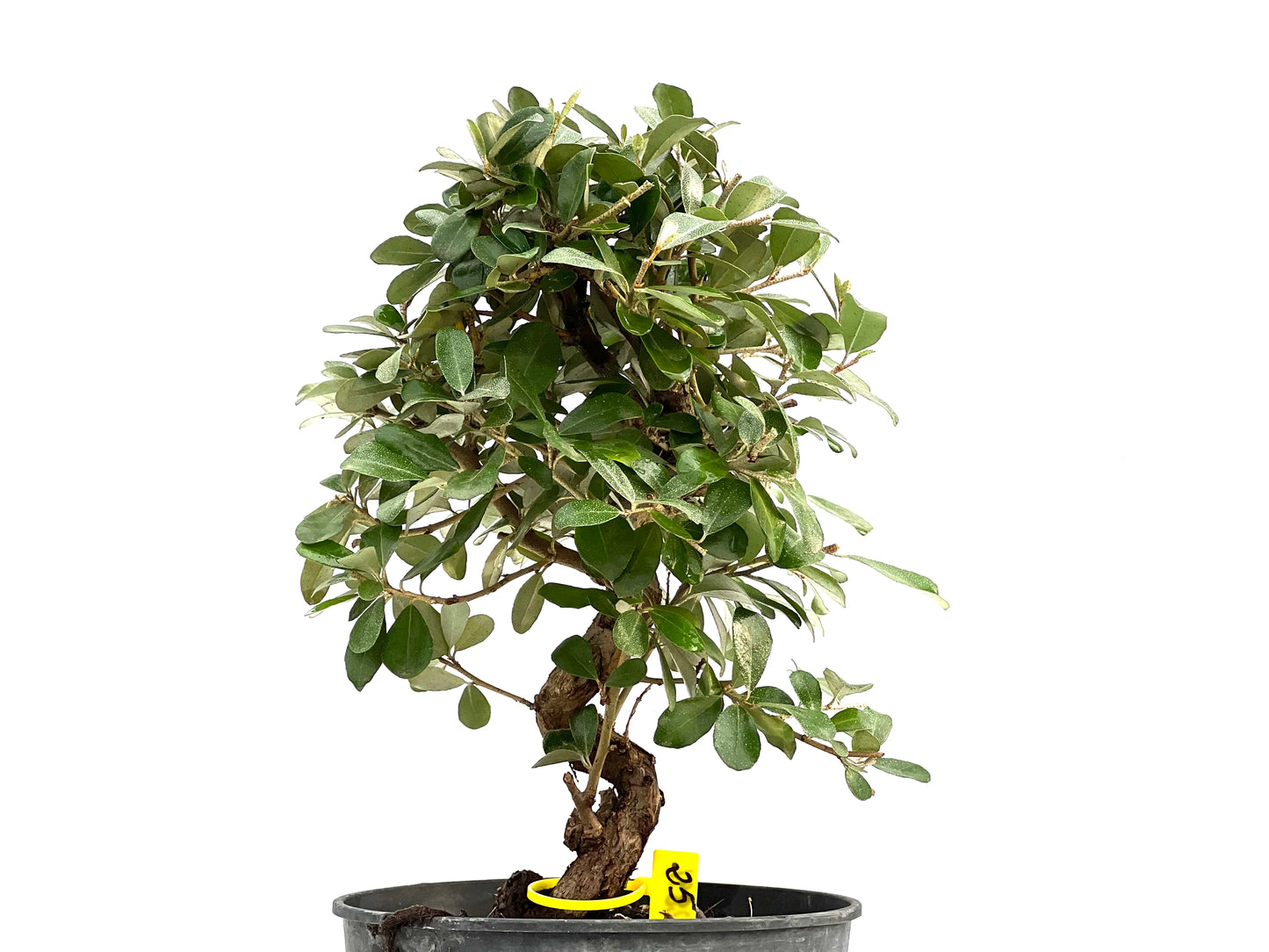 Eleagnus Pungens 2891