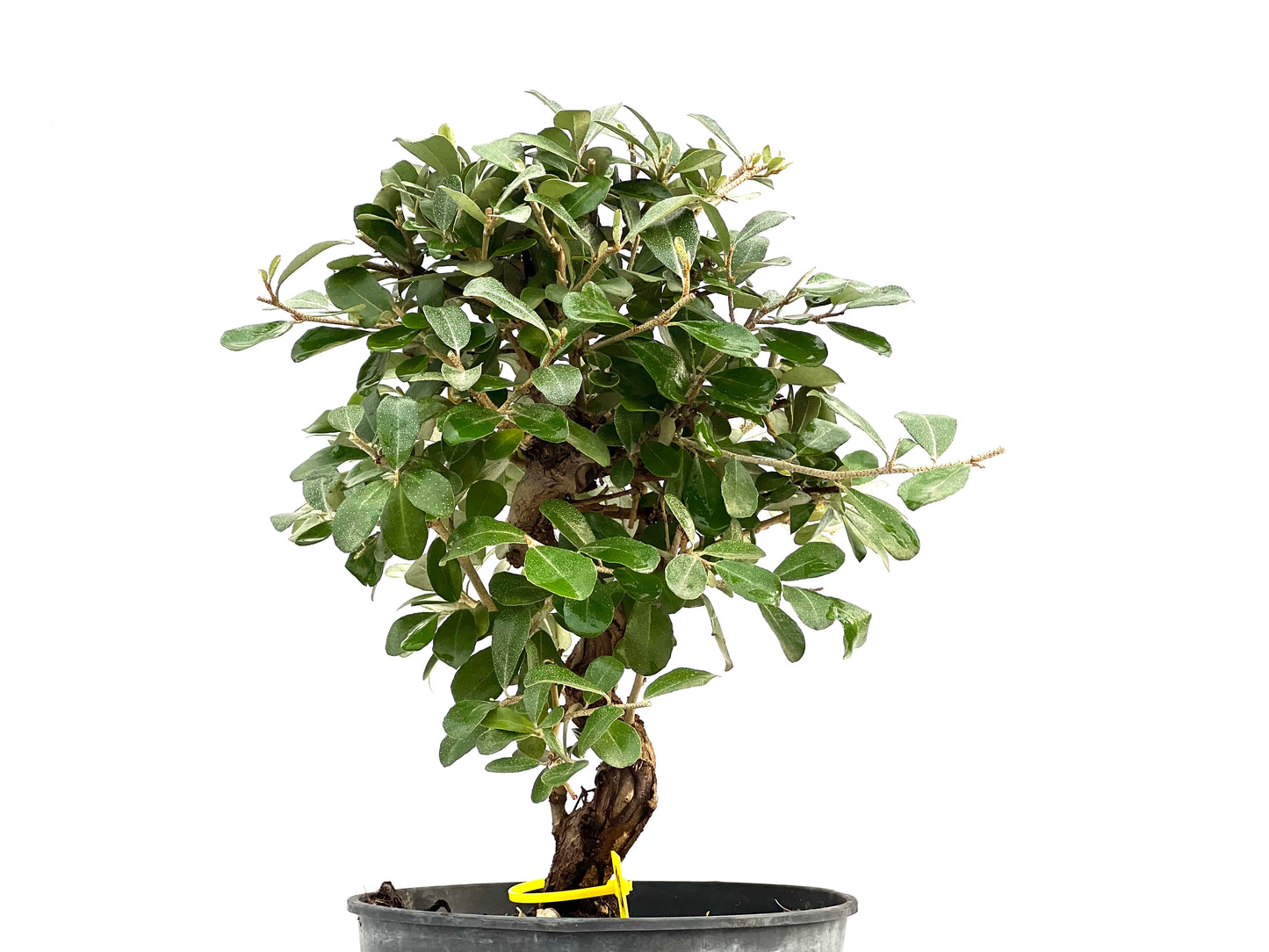 Eleagnus Pungens 2891