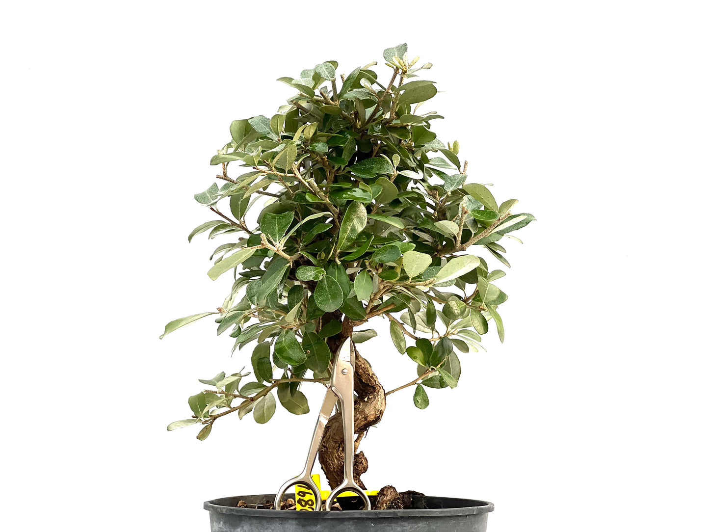 Eleagnus Pungens 2891