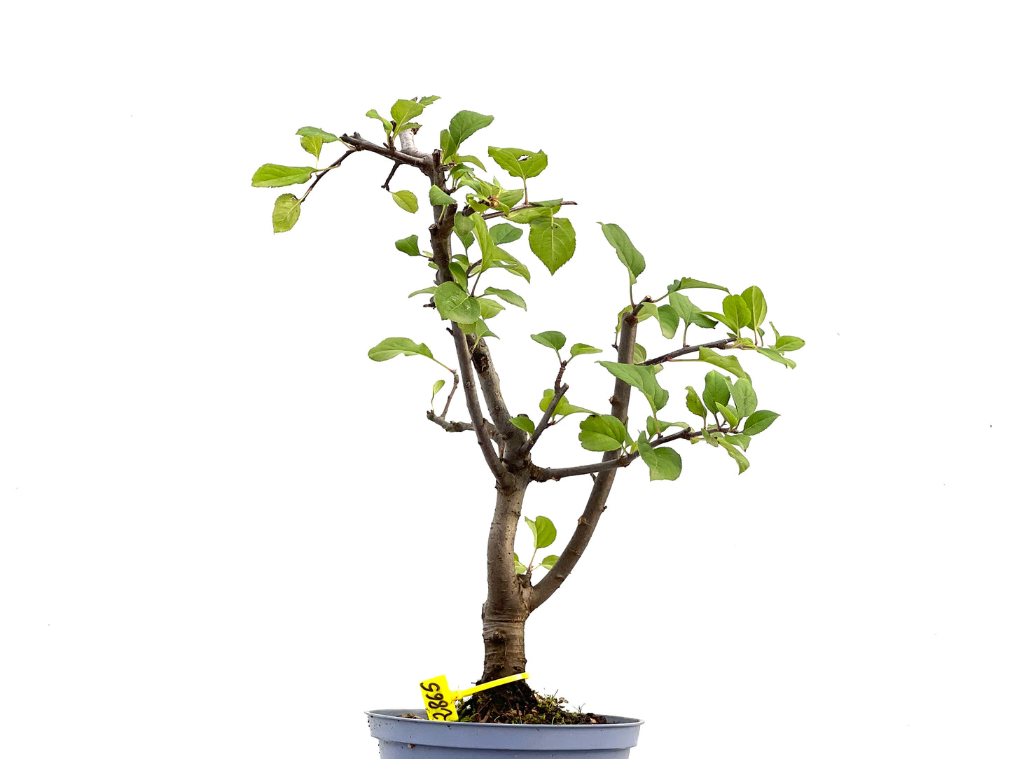 Malus Everest 2865
