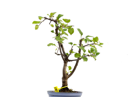 Malus Everest 2865
