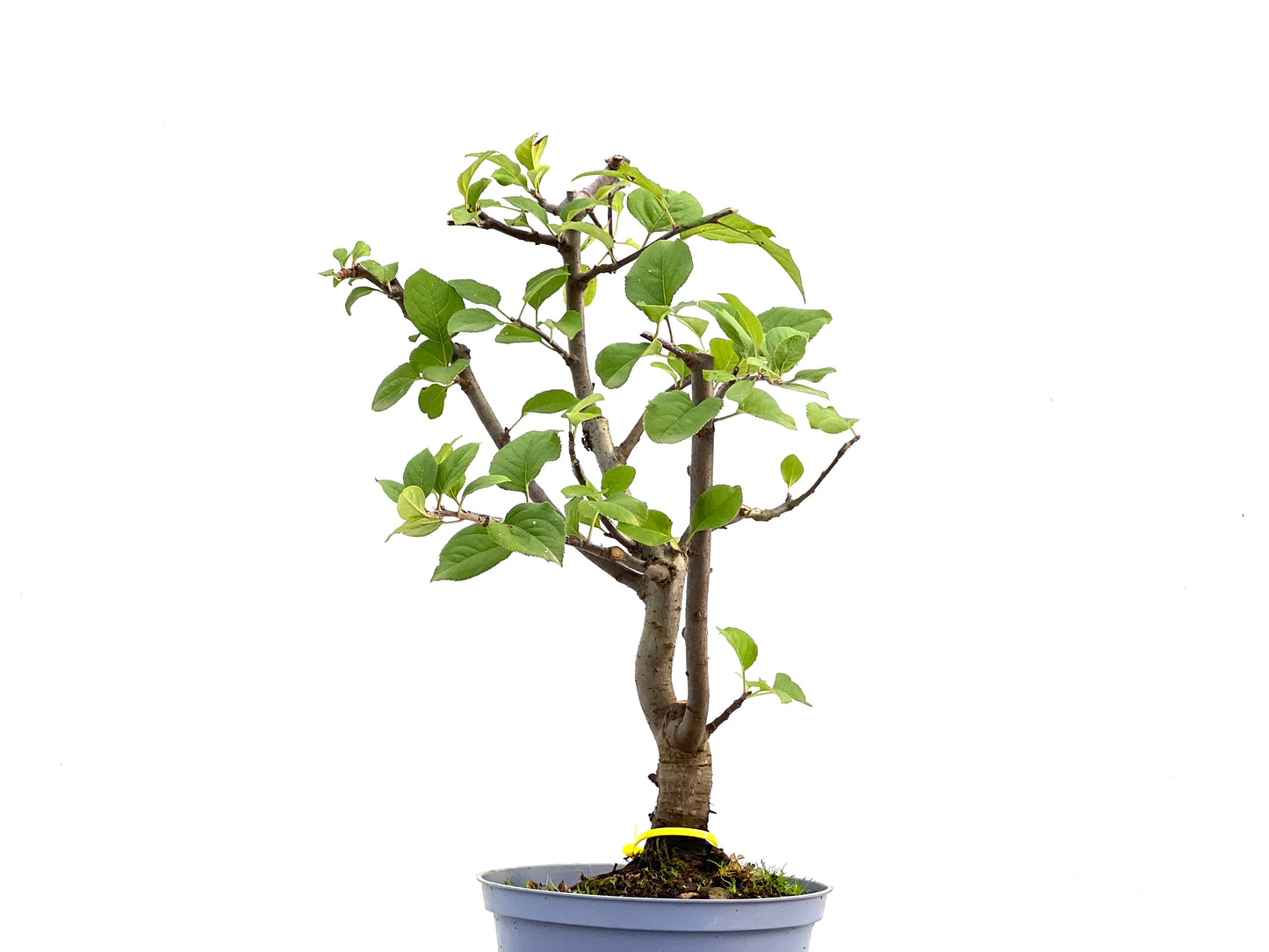 Malus Everest 2865