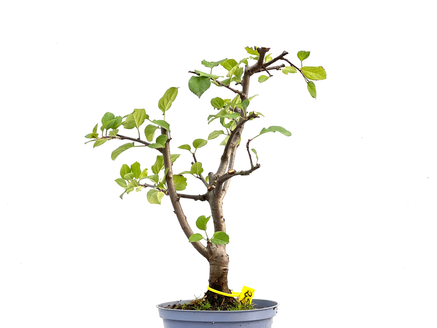 Malus Everest 2865
