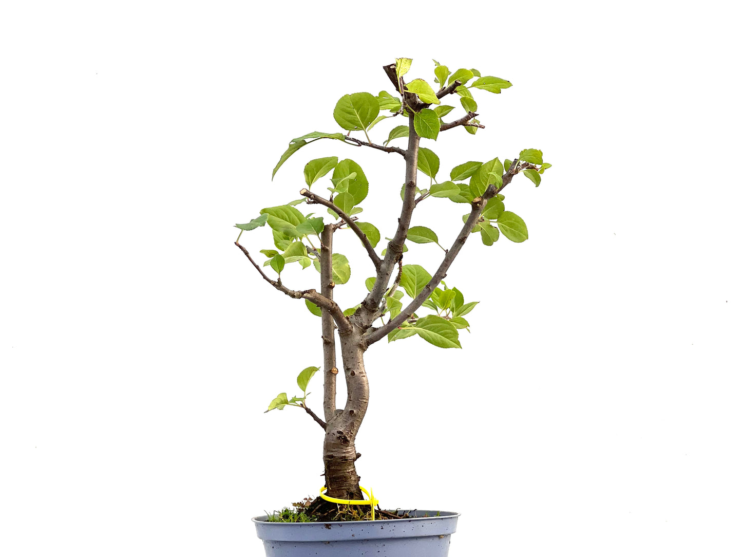 Malus Everest 2865