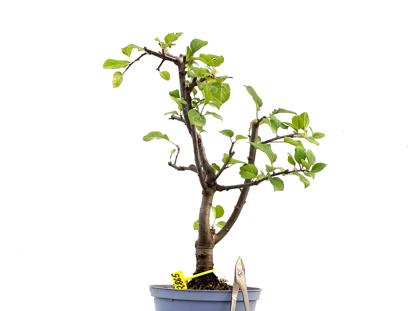 Malus Everest 2865