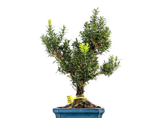 Buxus Harlandii 2857