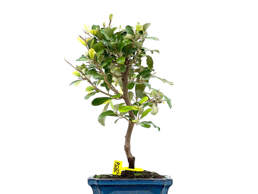 Eleagnus Pungens 2856