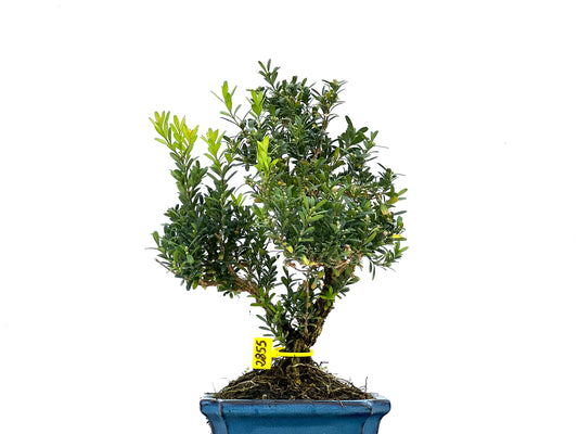 Buxus Harlandii 2855