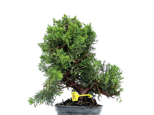 Juniperus Chinensis Kyushu 2905