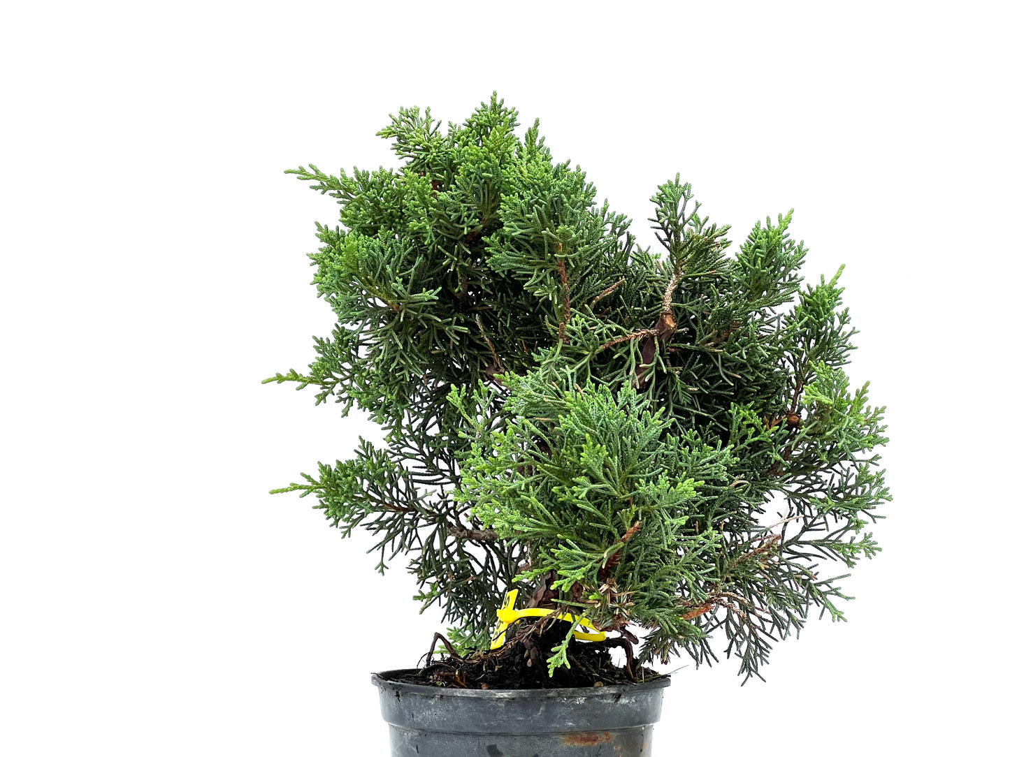 Juniperus Chinensis Kyushu 2905