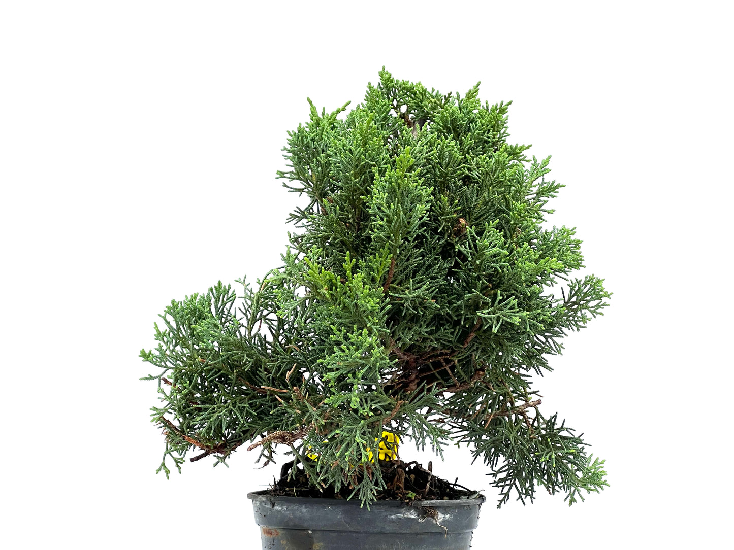Juniperus Chinensis Kyushu 2905