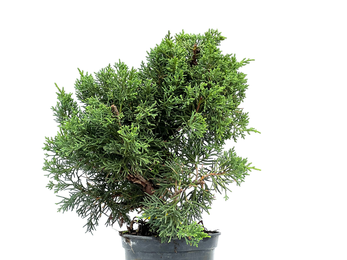 Juniperus Chinensis Kyushu 2905