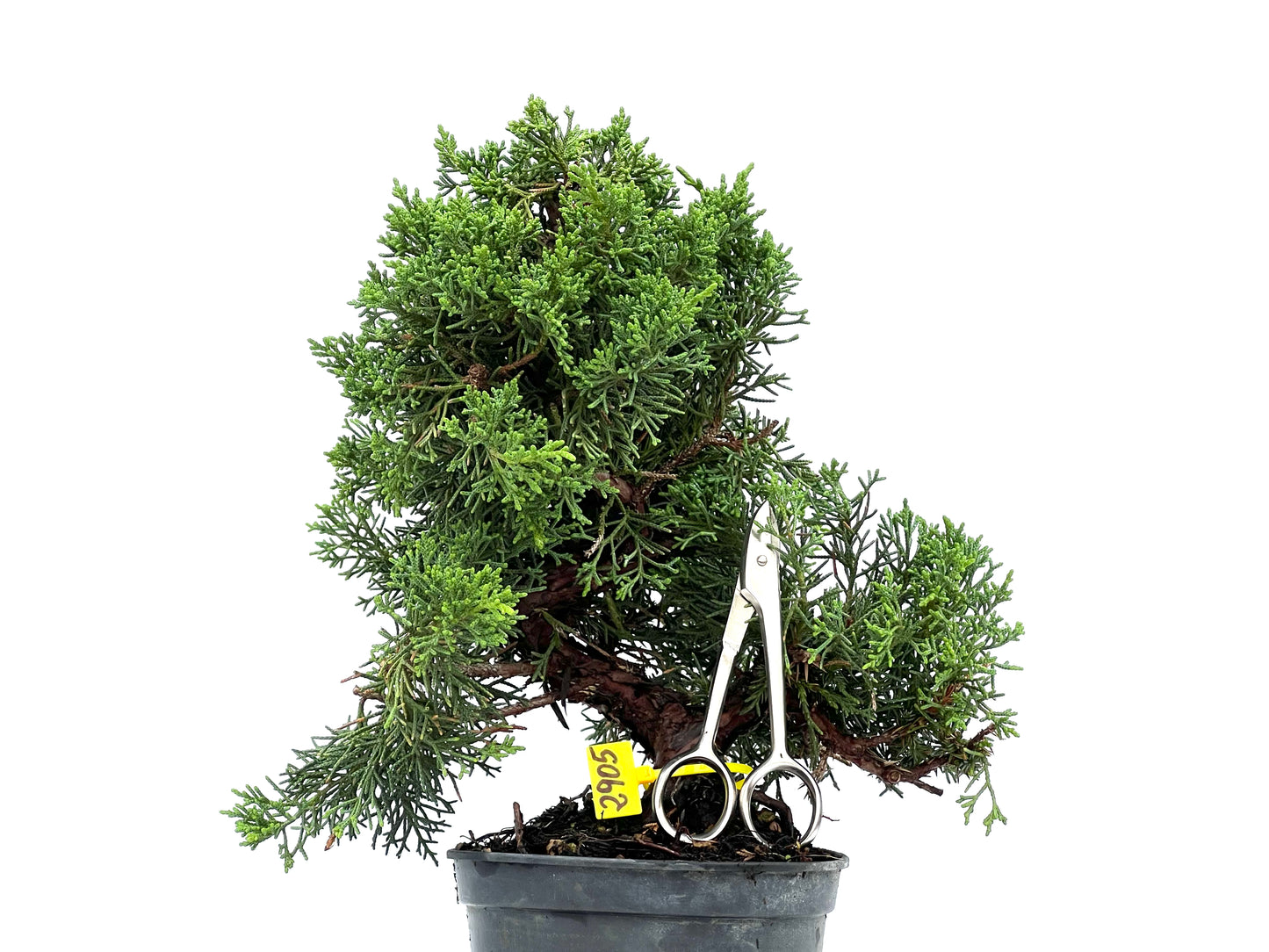 Juniperus Chinensis Kyushu 2905