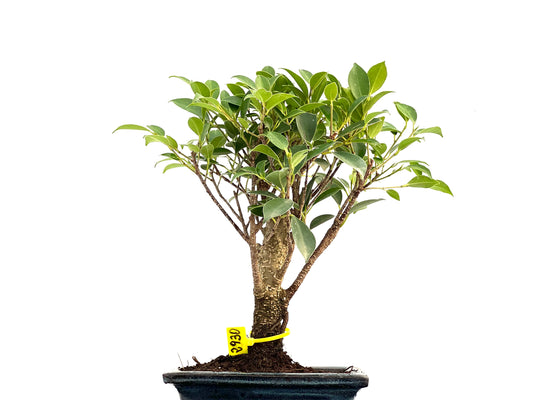 Ficus Tiger Bark 2930