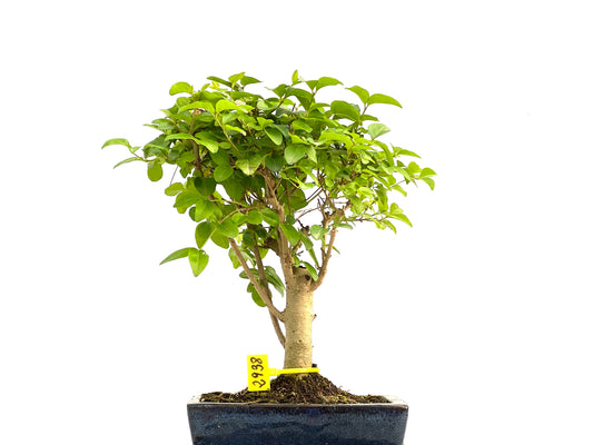 Ligustrum Sinensis 2938