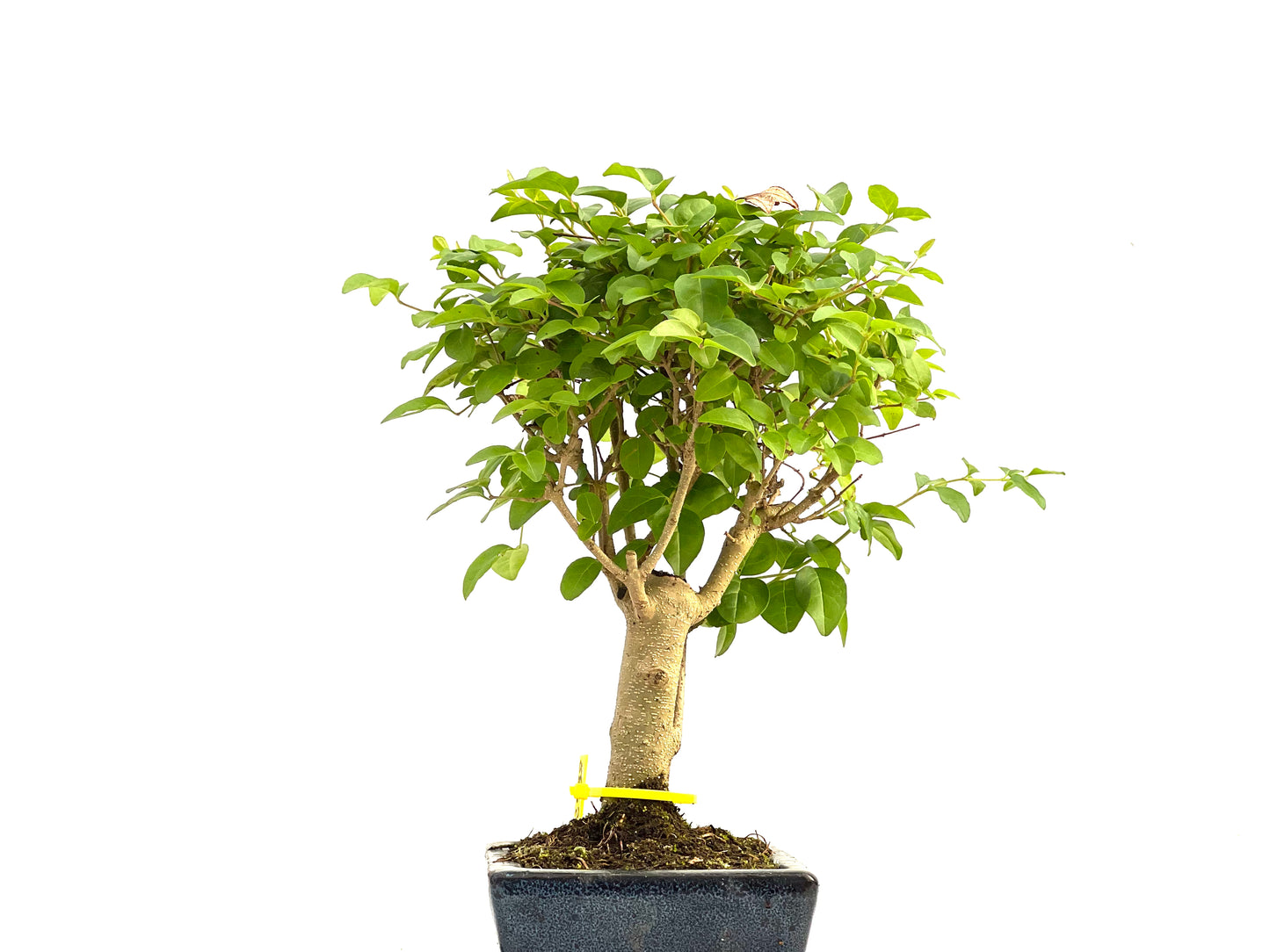 Ligustrum Sinensis 2938