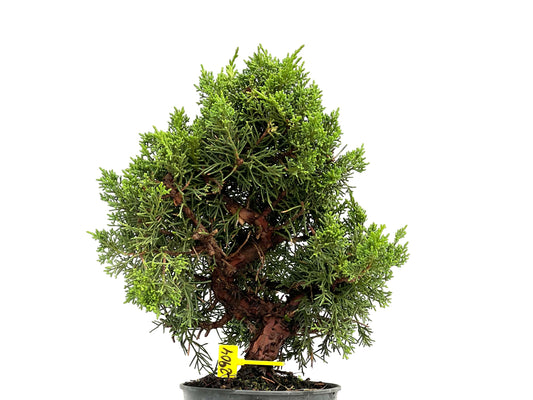 Juniperus Chinensis Kyushu 2904