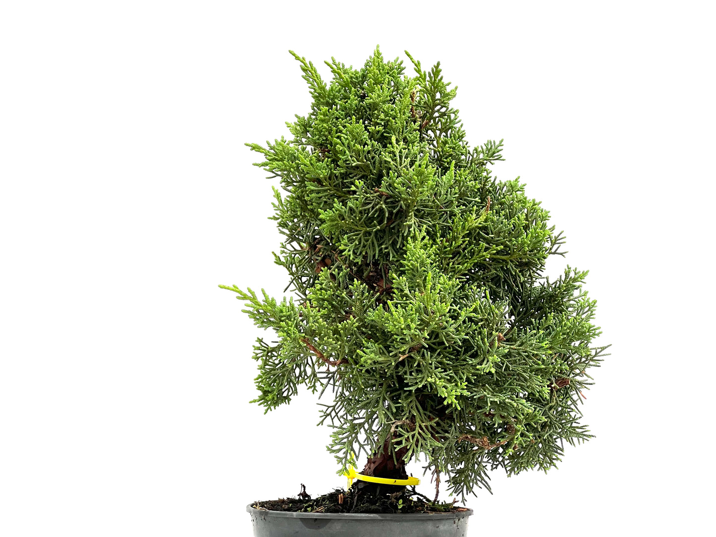 Juniperus Chinensis Kyushu 2904
