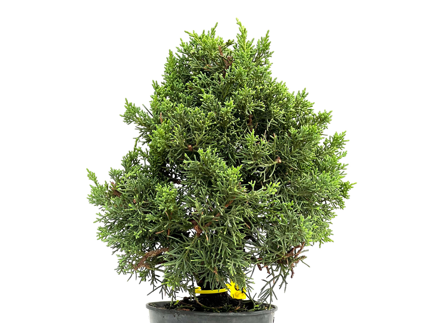 Juniperus Chinensis Kyushu 2904