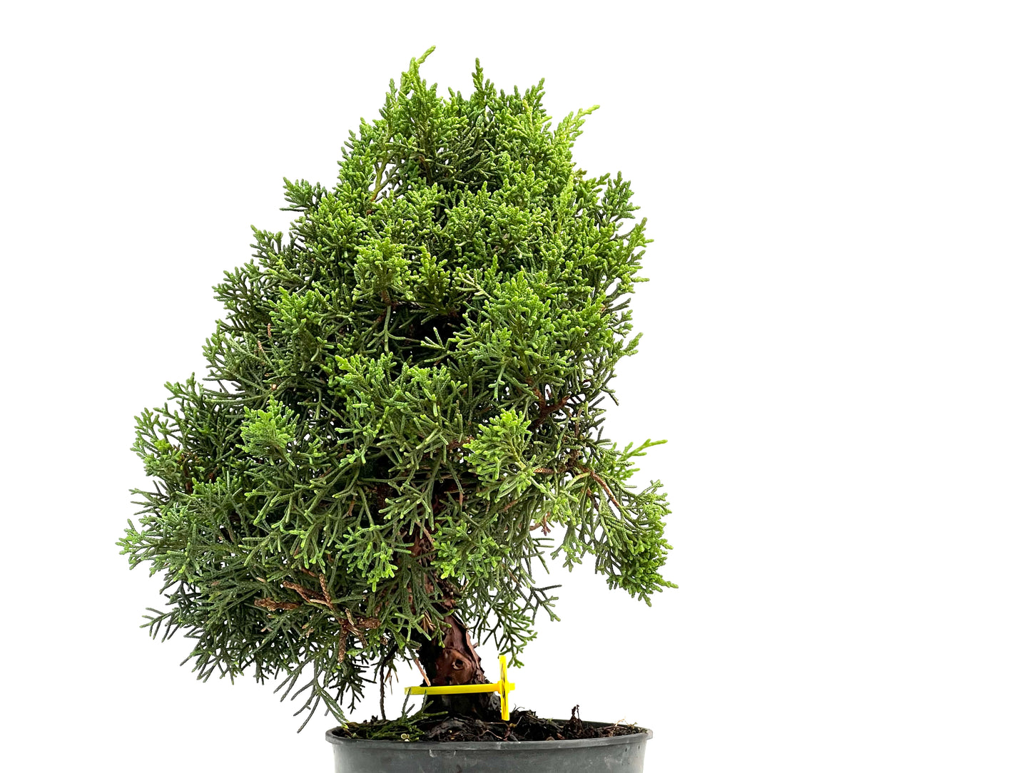 Juniperus Chinensis Kyushu 2904