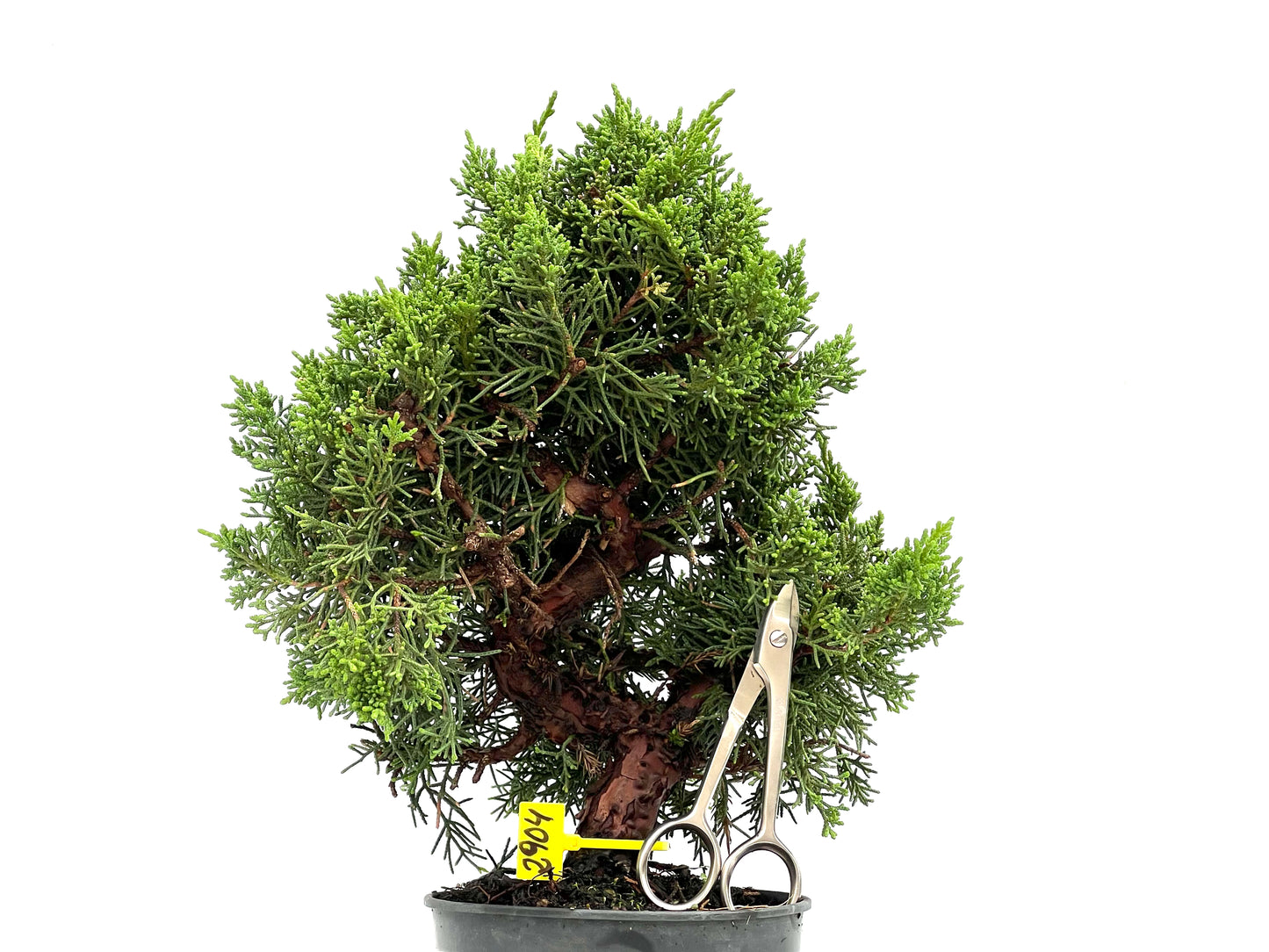 Juniperus Chinensis Kyushu 2904