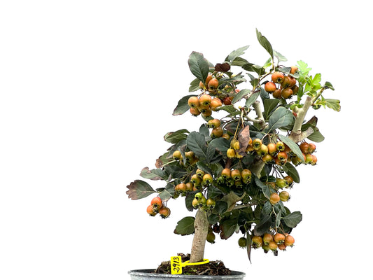 Crataegus 2913
