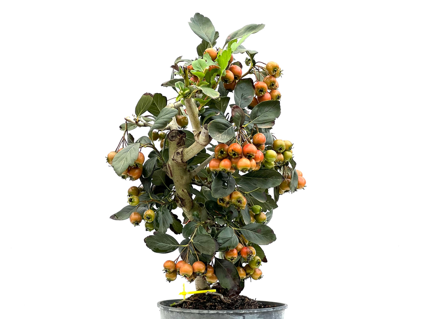 Crataegus 2913