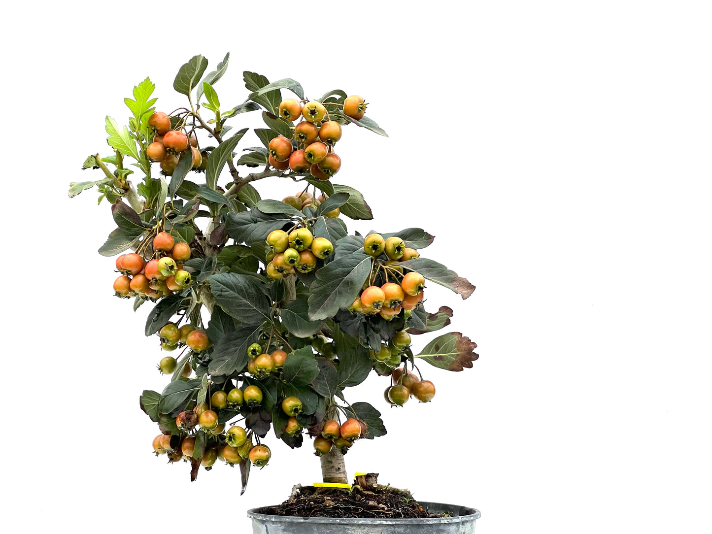 Crataegus 2913