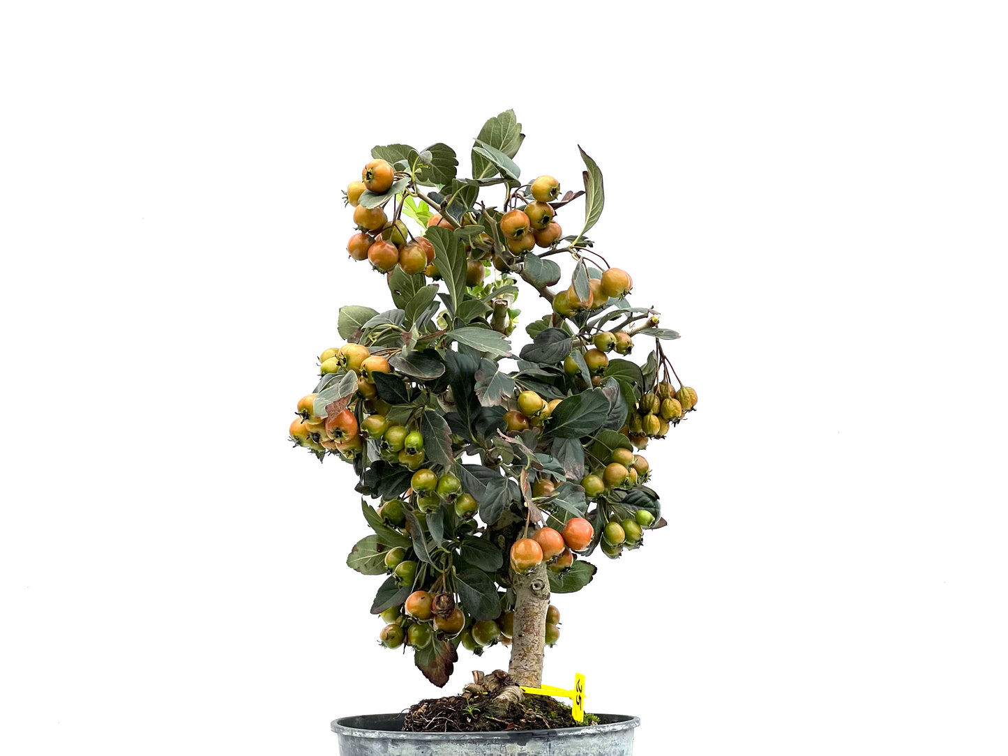 Crataegus 2913