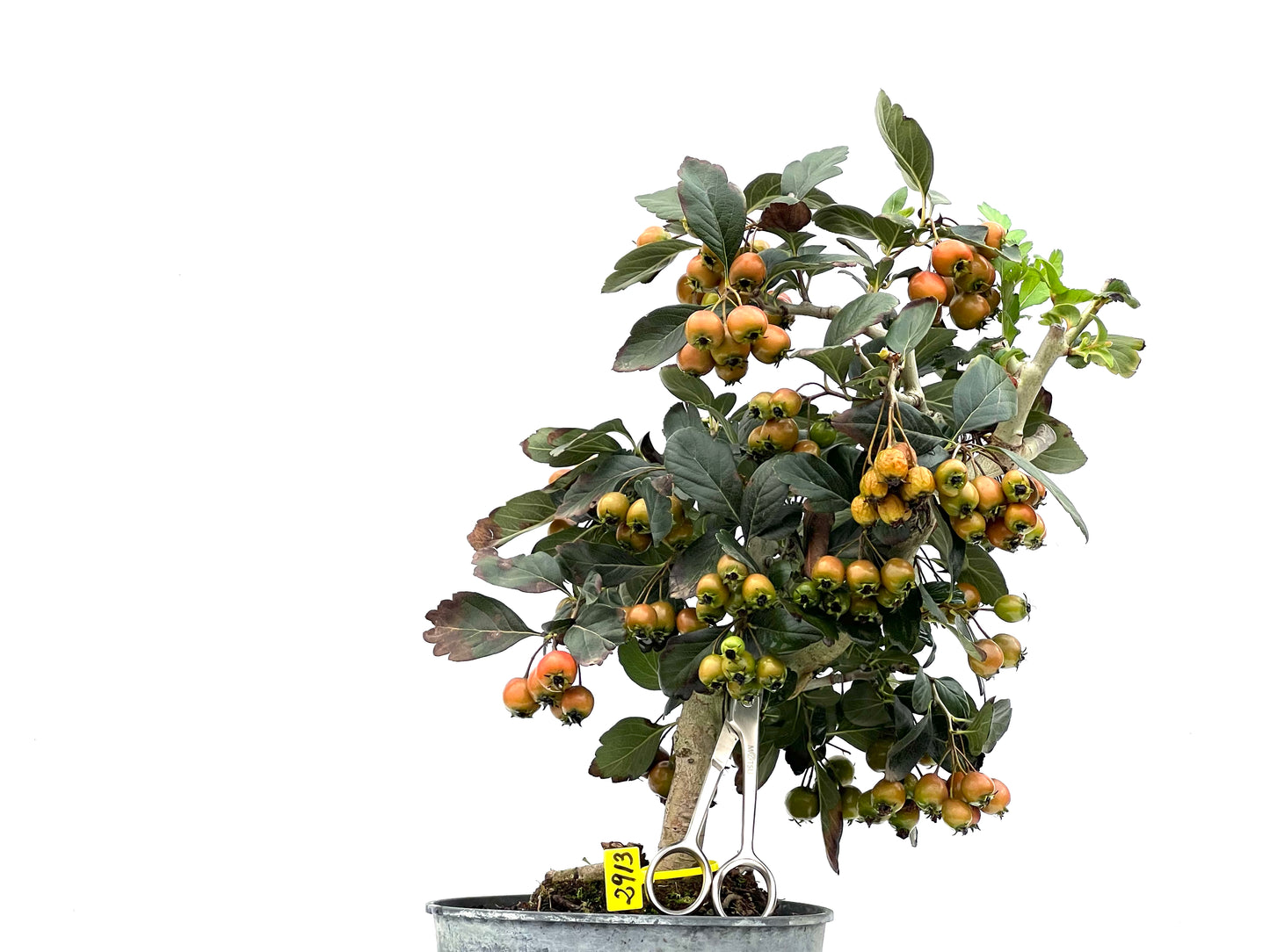 Crataegus 2913