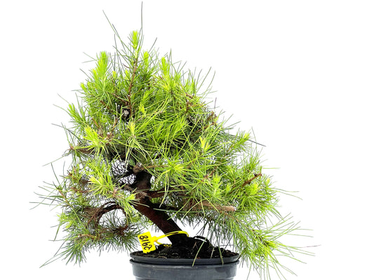 Pinus Halepensis 2918
