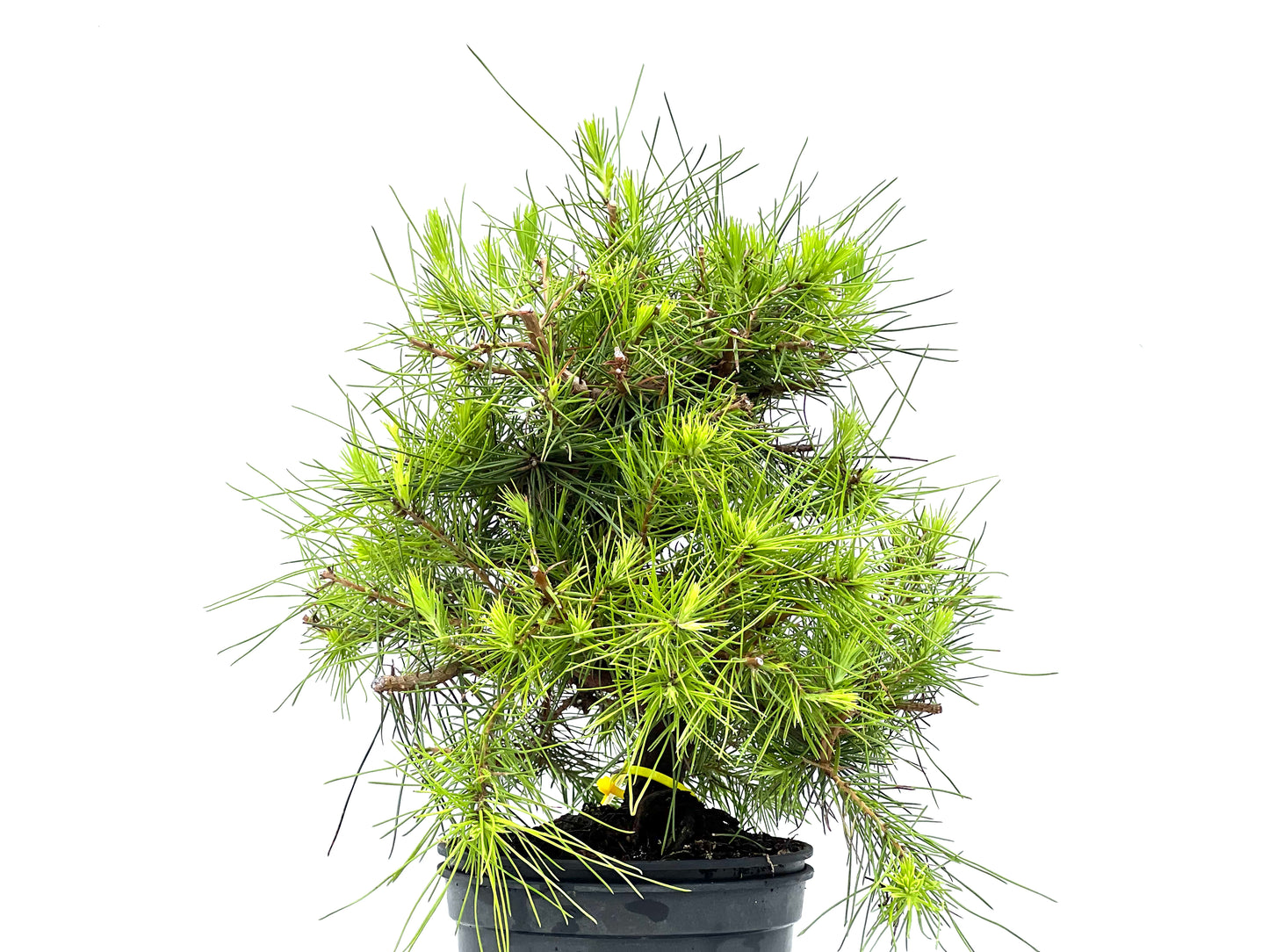 Pinus Halepensis 2918