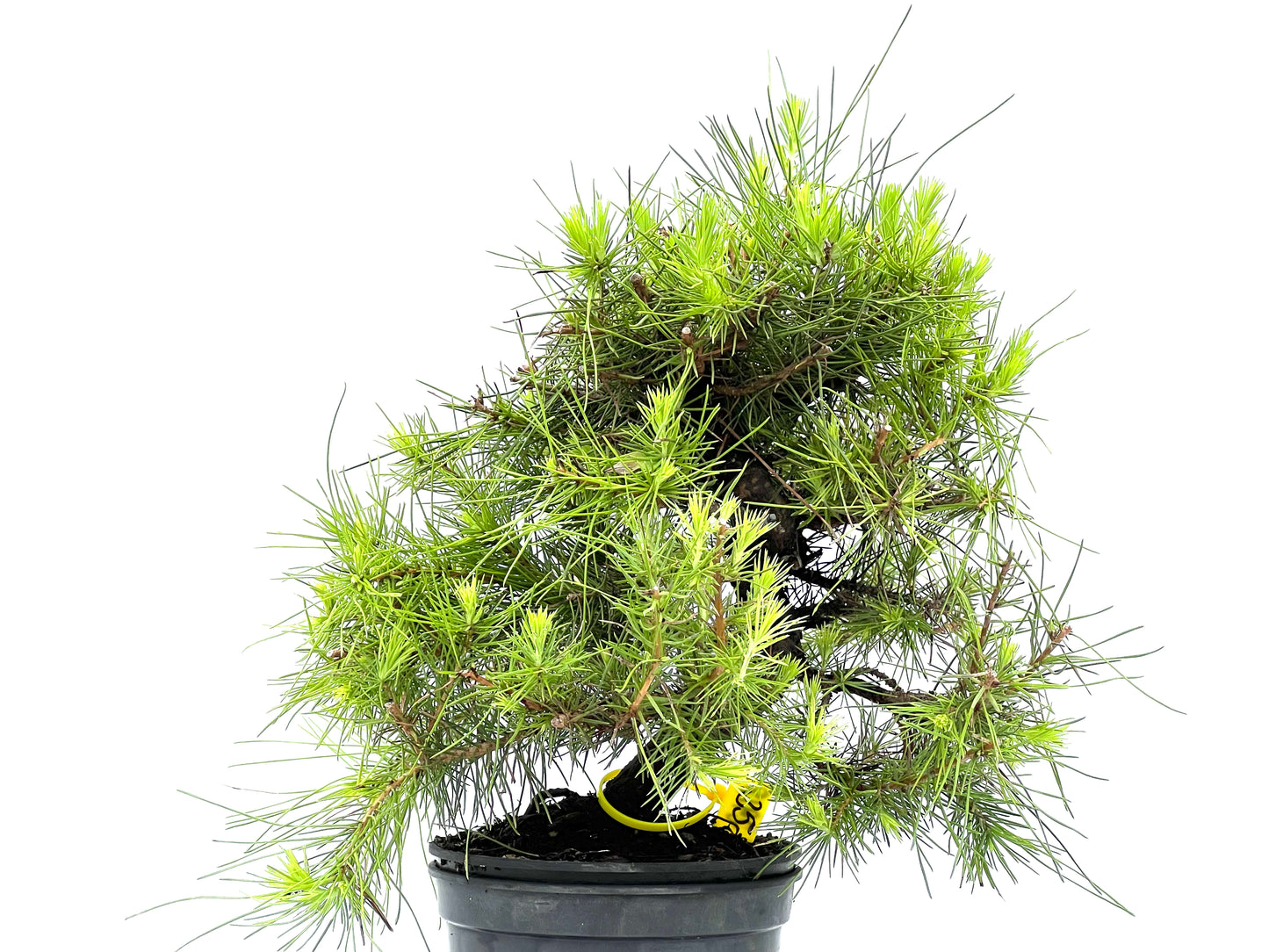 Pinus Halepensis 2918