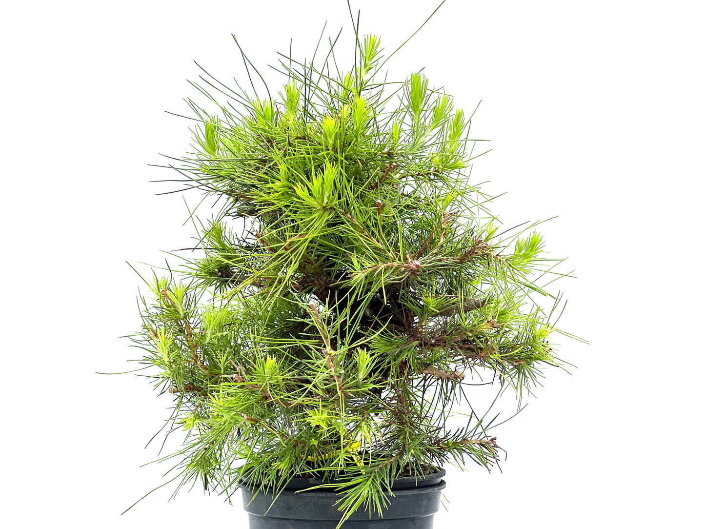 Pinus Halepensis 2918