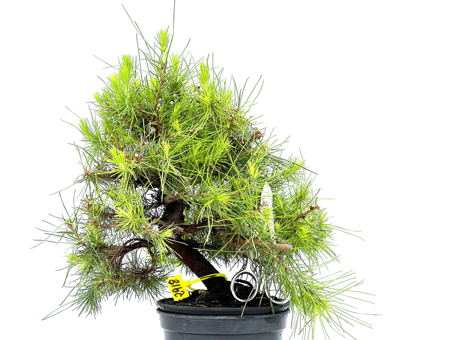 Pinus Halepensis 2918